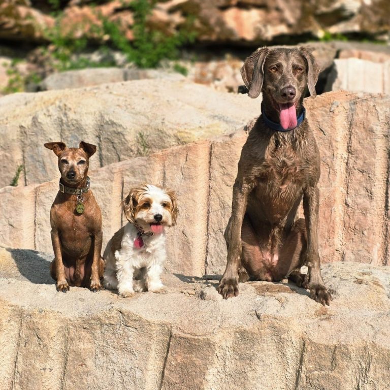 3 Hunde sitzend auf einem Felsen