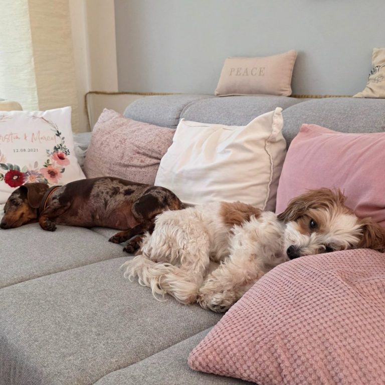 2 Hunde liegen zum schlafen auf dem Sofa