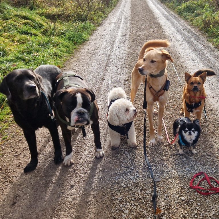 Hunde posieren für ein Foto im Wald